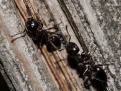 Crematogaster monticola