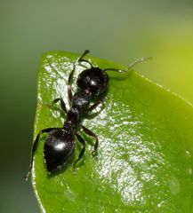 Crematogaster monticola