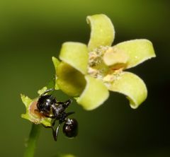 Crematogaster monticola