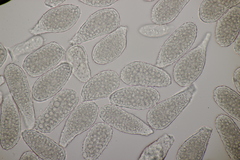 Milesia scolopendrii