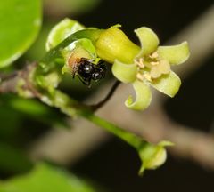Crematogaster monticola