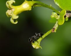 Crematogaster monticola