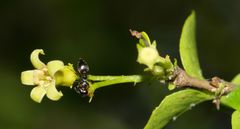 Crematogaster monticola
