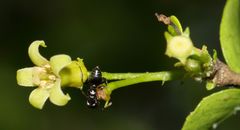 Crematogaster monticola