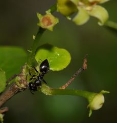 Crematogaster monticola