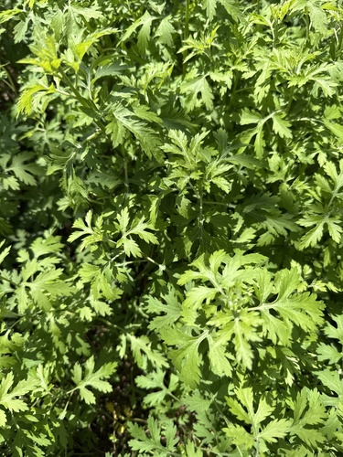 Indian Wormwood (Artemisia indica)