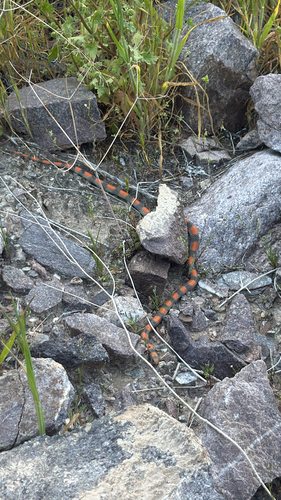Ground Snake