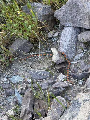 Ground Snake