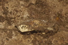 Spilogale angustifrons