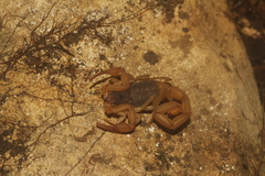 Centruroides ochraceus