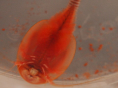 Triops australiensis australiensis