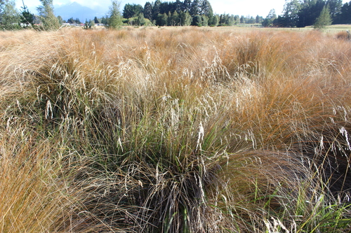 Karetu (Anthoxanthum redolens)