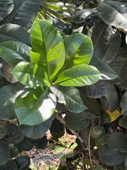 Amphitecna latifolia, photograph (c) Wes Anderson, some rights reserved (CC BY)