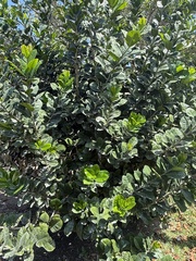 Amphitecna latifolia, photograph (c) Wes Anderson, some rights reserved (CC BY)