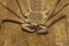 Paraphrynus raptator