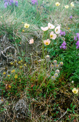 Papaver lapponicum orientale