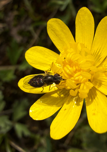 Unknown species found near Live Oak Trail, Redwood City, CA, US