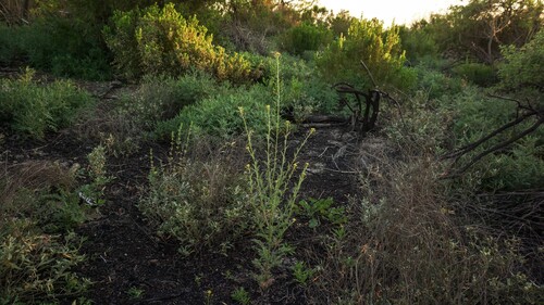 Descurainia pinnata iNat (3)