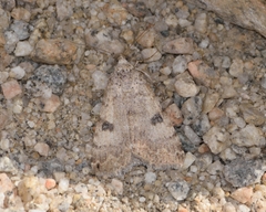 Micrathetis triplex