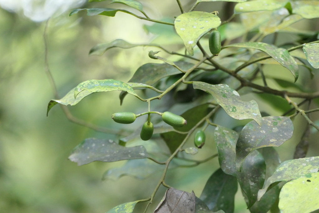 Gomphandra coriacea (Gomphandra coriacea)