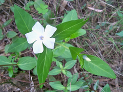 Vinca difformis difformis
