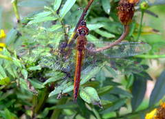 Pantala flavescens