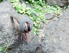 Barbary Partridge photo 3