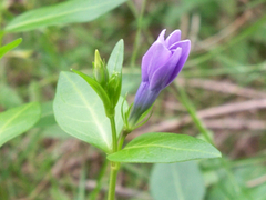 Vinca difformis difformis