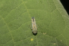 Apogonalia stalii