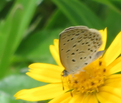 Zizeeria knysna knysna