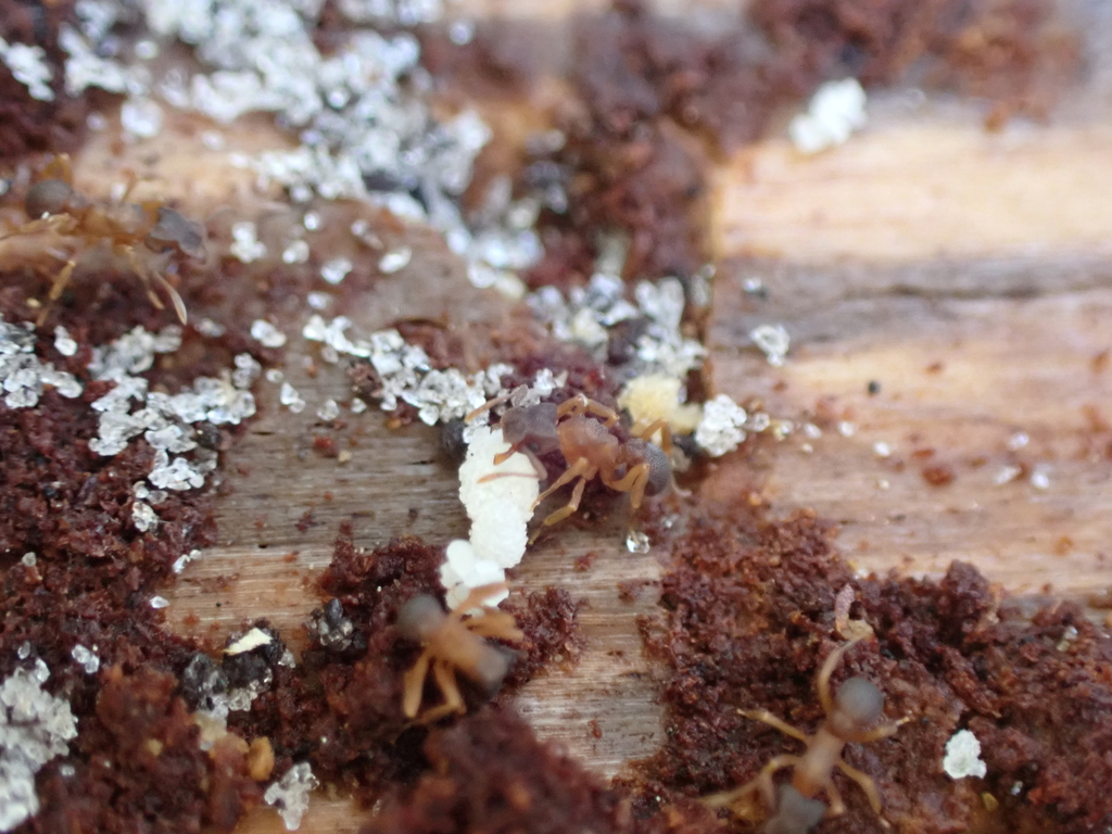 Minute Fungus-farming Ant