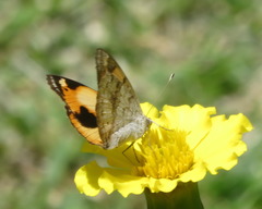 Junonia hierta cebrene