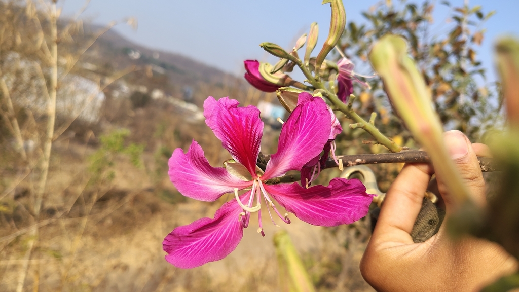 Bauhinia purpurea, FQWQ+PR7, Urit Nagar, Warje, Pune, Maharashtra 411038, India