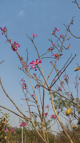 Bauhinia purpurea