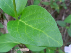 Vinca difformis difformis