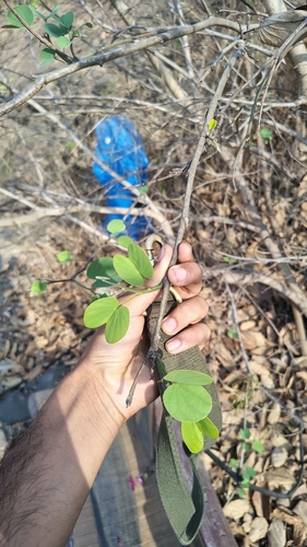 Bauhinia purpurea