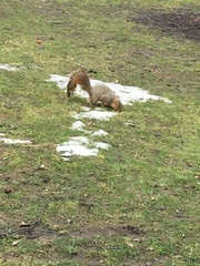 Sciurus niger