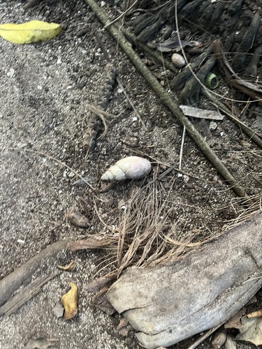 Maoristylus bivaricosus observed 2026-02-28