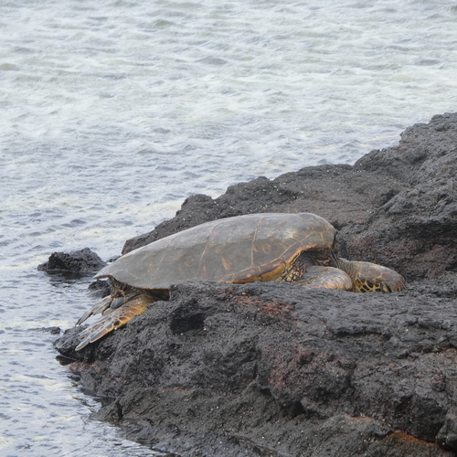 Green Sea Turtle photographed in Hawaii