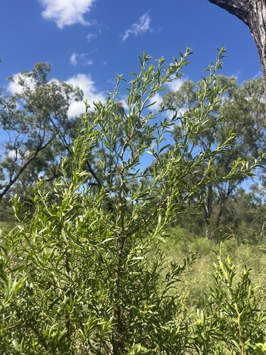 Bastard Sandalwood