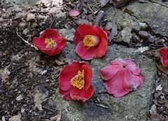 Camellia japonica