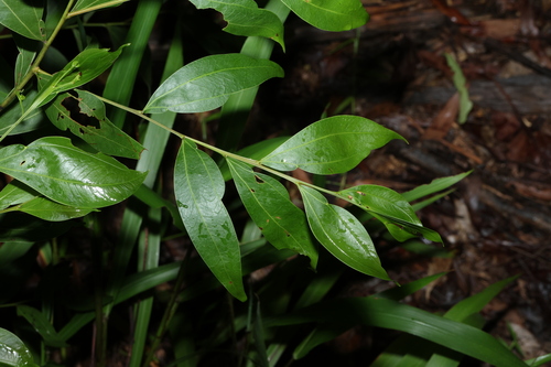 Twovein Hickory (Acacia binervata)