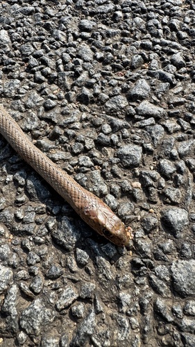 Olive Whip Snake