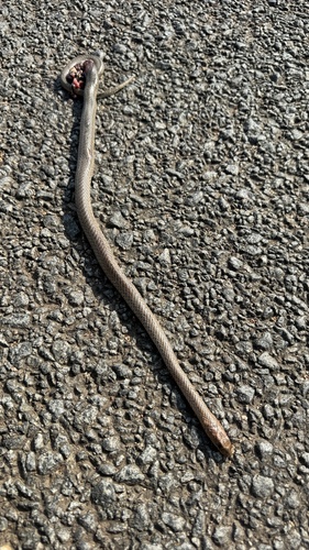Olive Whip Snake