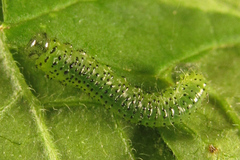 Euura gracilidentata