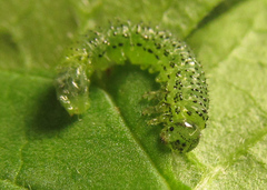 Euura gracilidentata