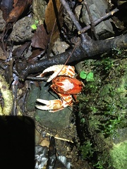 Euastacus sulcatus