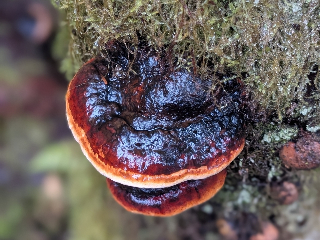 Fomitopsis mounceae · March 2026 · photo: © criminy (iNaturalist, cc-by)