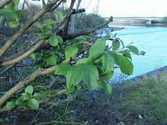 Ligustrum ovalifolium