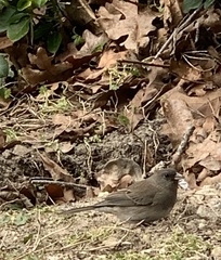 Junco hyemalis